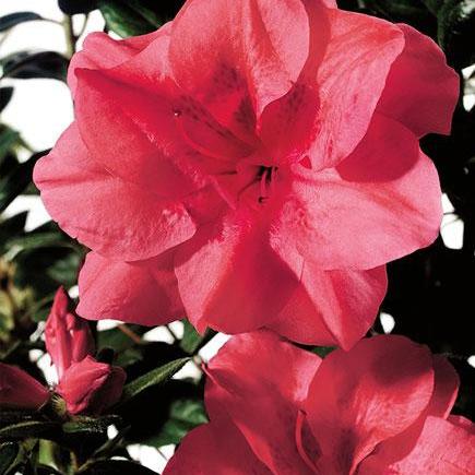 Rhododendron ‘Roblea’ PP12142 ~ Azalea Encore® ‘Autumn Princess’ - Delivered By ServeScape