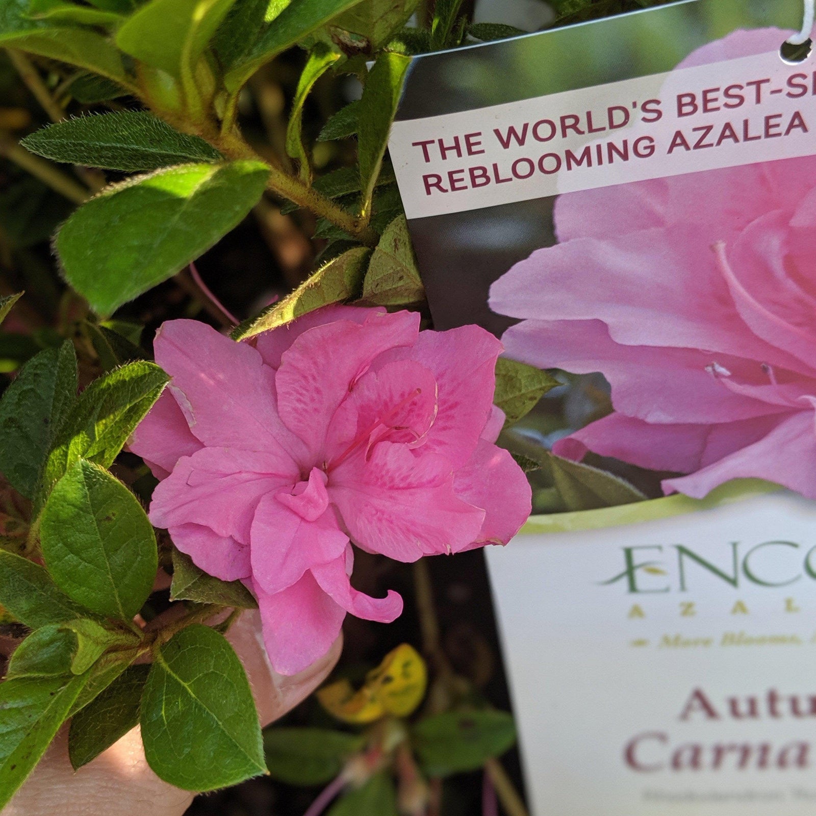 Rhododendron ‘Roblec’ PP#15339 ~ Encore® ‘Autumn Carnation’ Azalea - Delivered By ServeScape