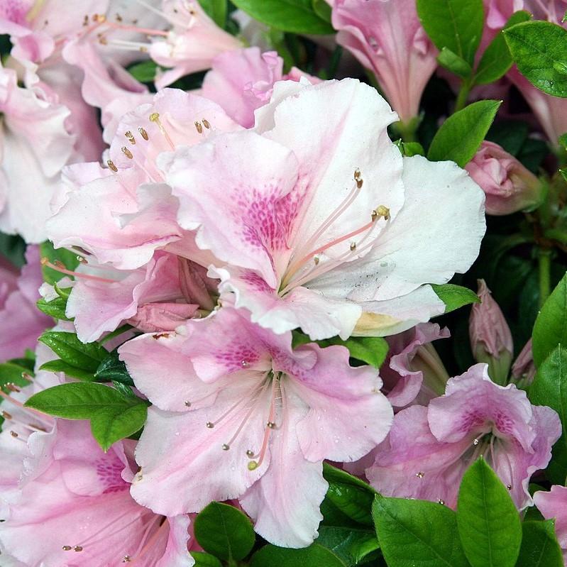 Rhododendron ‘Robleja’ PP16249 ~ Encore® ‘Autumn Sweetheart’ Azalea-ServeScape