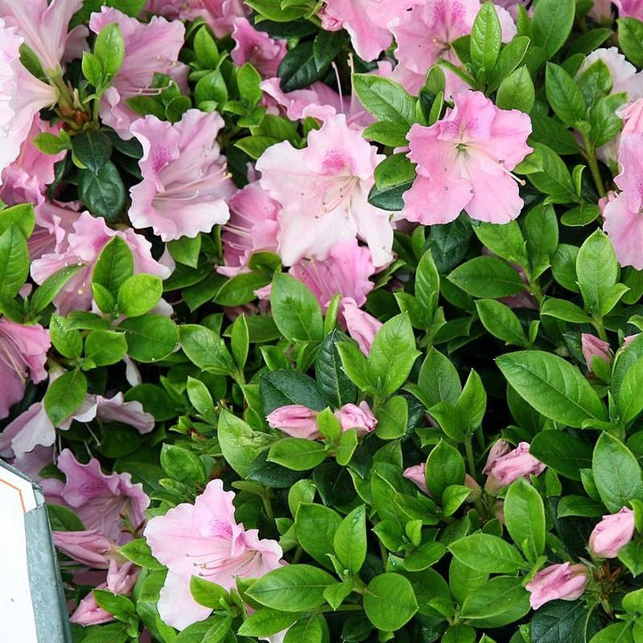 Rhododendron ‘Robleja’ PP16249 ~ Encore® ‘Autumn Sweetheart’ Azalea-ServeScape