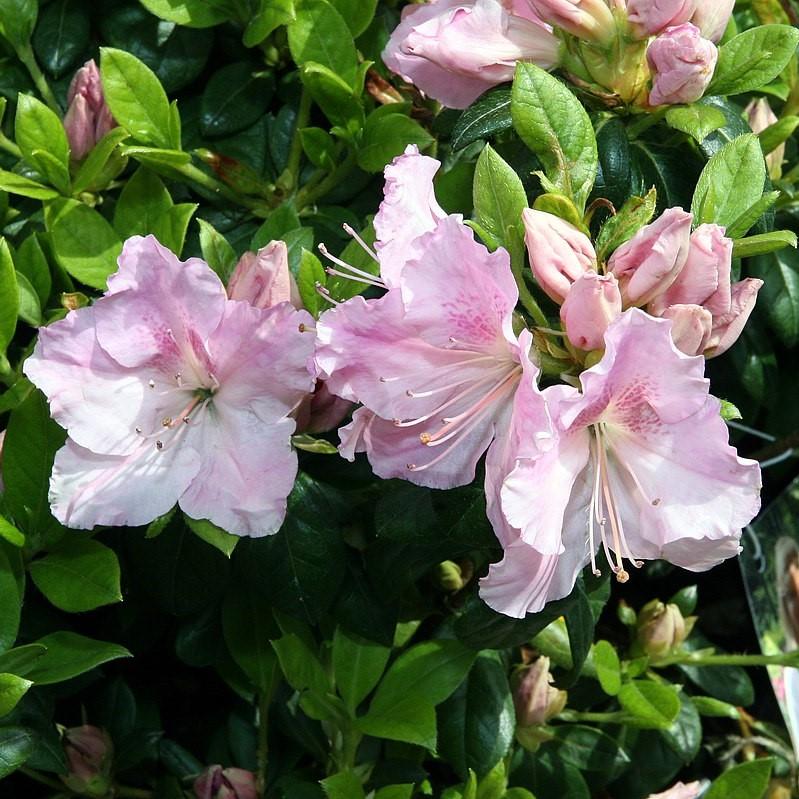 Rhododendron ‘Robleja’ PP16249 ~ Encore® ‘Autumn Sweetheart’ Azalea-ServeScape