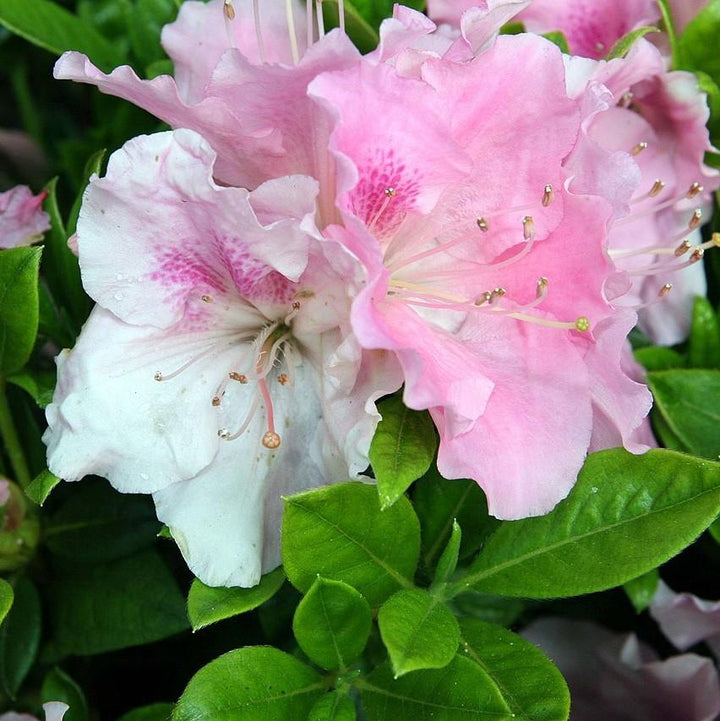Rhododendron ‘Robleja’ PP16249 ~ Encore® ‘Autumn Sweetheart’ Azalea-ServeScape
