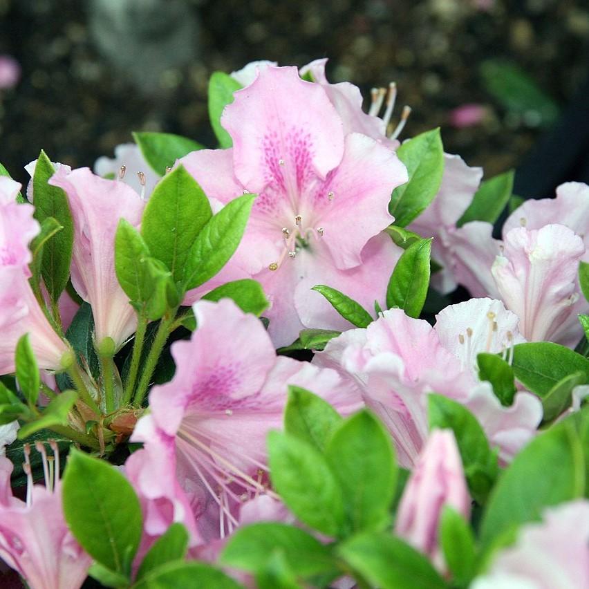 Rhododendron ‘Robleja’ PP16249 ~ Encore® ‘Autumn Sweetheart’ Azalea-ServeScape
