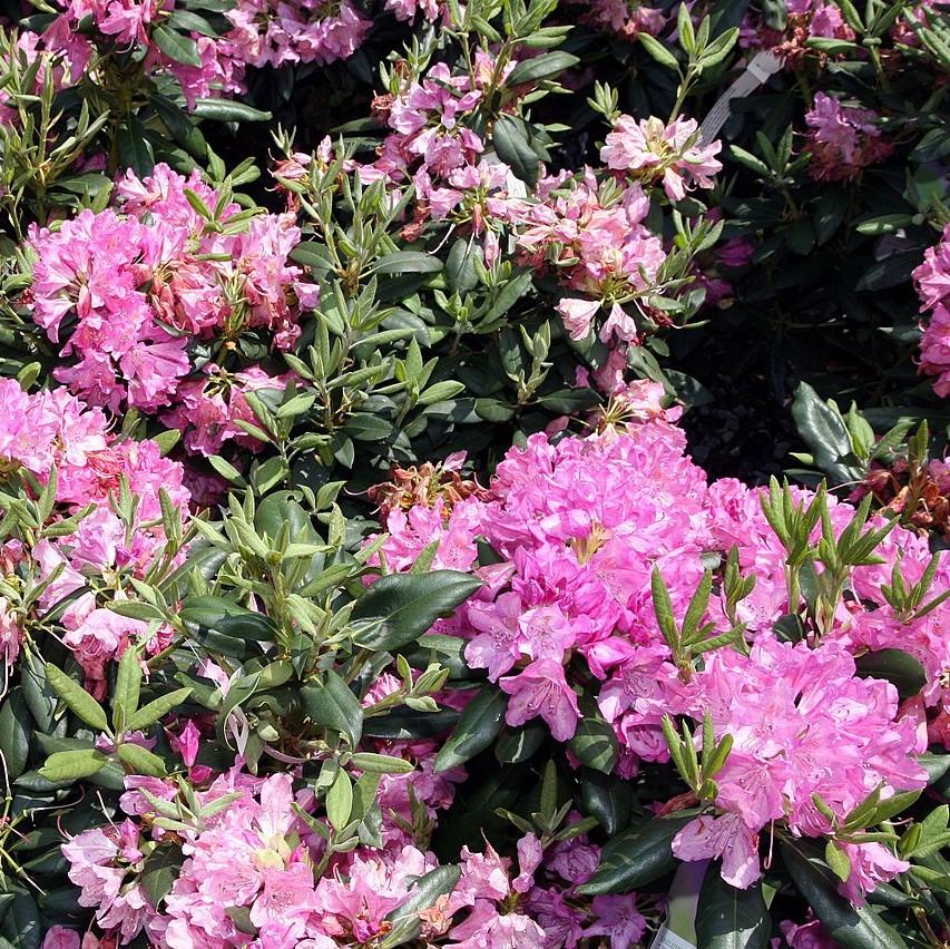 Rhododendron 'Roseum Elegans' ~ Roseum Elegans Azalea-ServeScape