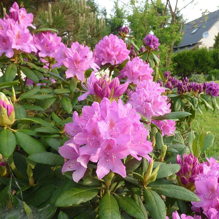 Rhododendron 'Roseum Elegans' ~ Roseum Elegans Azalea-ServeScape