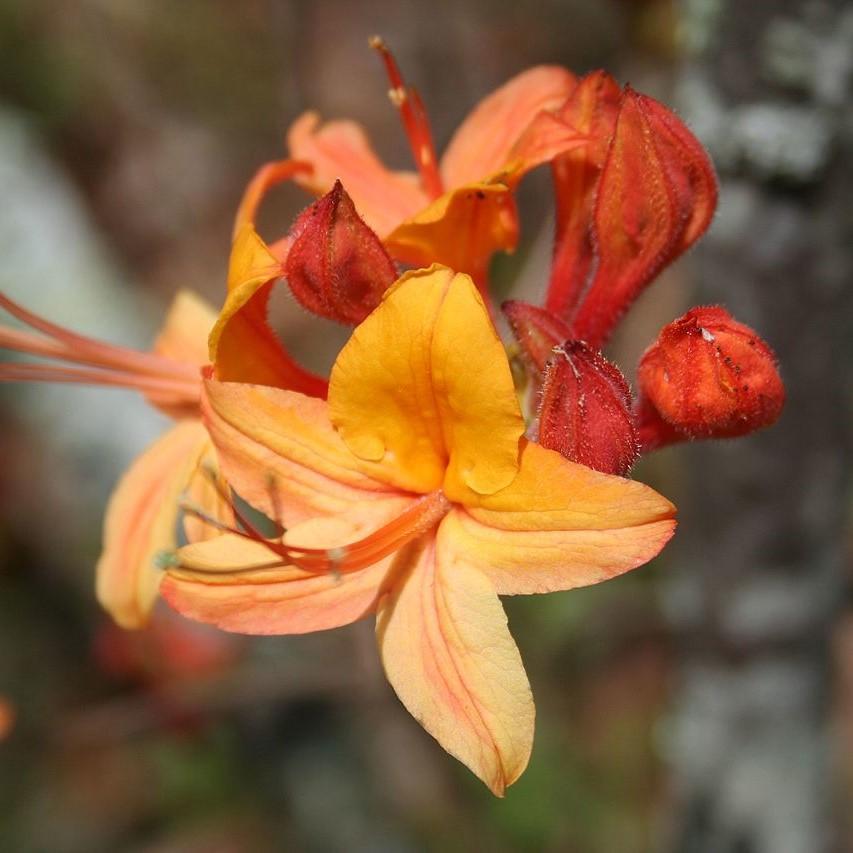 Rhododendron 'Tallulah Sunrise' ~ Tallulah Sunrise Rhododendron-ServeScape