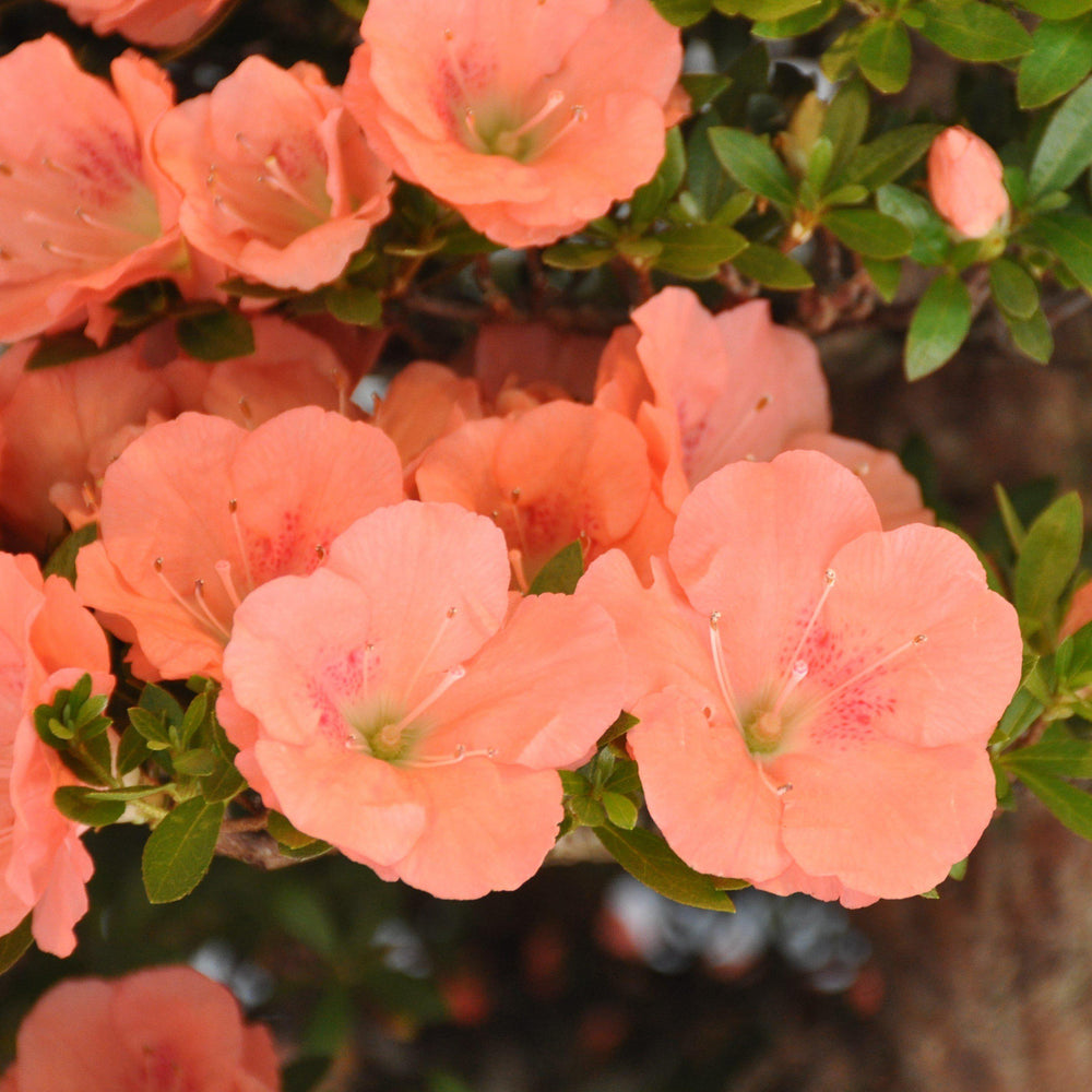 Rhododendron 'Wakaebisu' ~ 'Wakaebisu' Azalea - Delivered By ServeScape