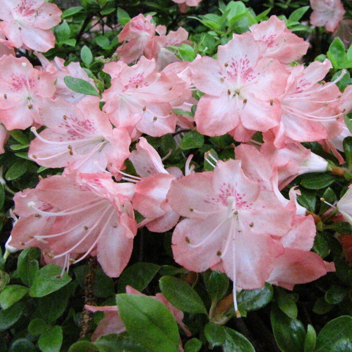 Rhododendron ‘Watchet’ ~ Watchet Azalea - Delivered By ServeScape