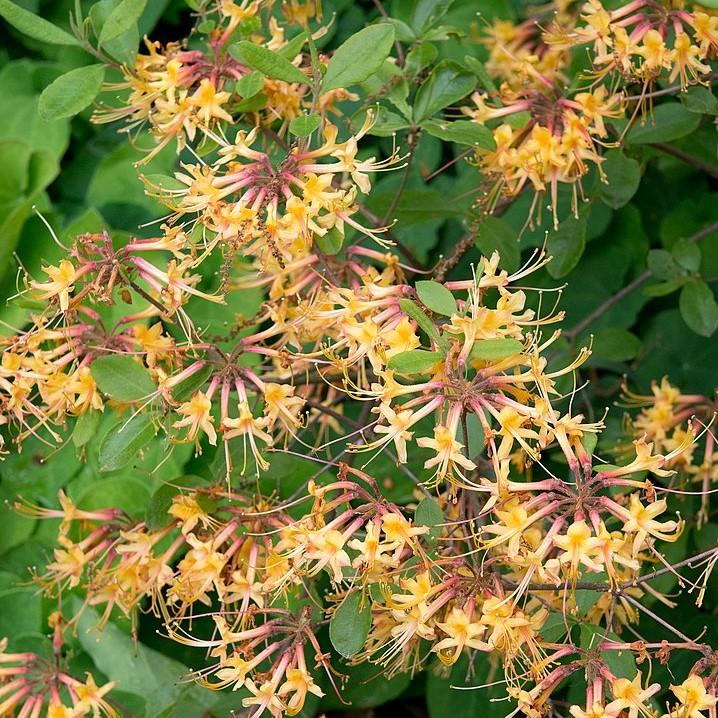 Rhododendron austrinum ~ Florida Flame Azalea-ServeScape