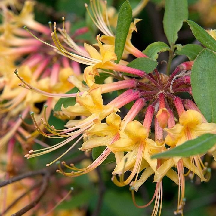 Rhododendron austrinum ~ Florida Flame Azalea-ServeScape