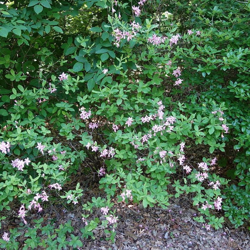 Rhododendron canescens ~ Piedmont Azalea-ServeScape