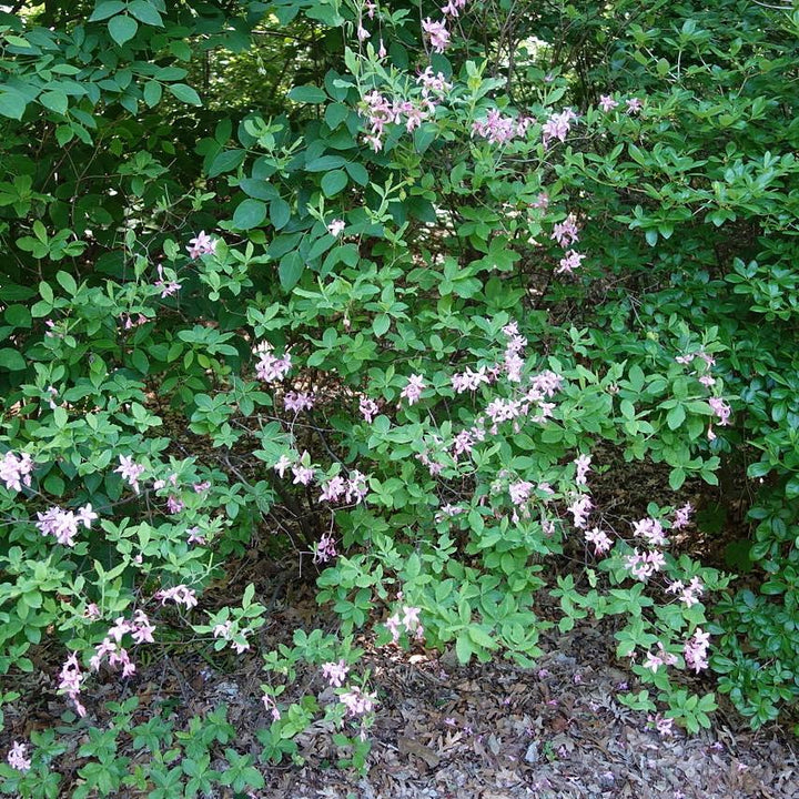 Rhododendron canescens ~ Piedmont Azalea-ServeScape