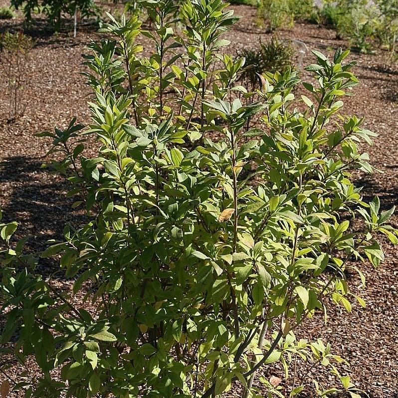 Rhododendron canescens ~ Piedmont Azalea-ServeScape