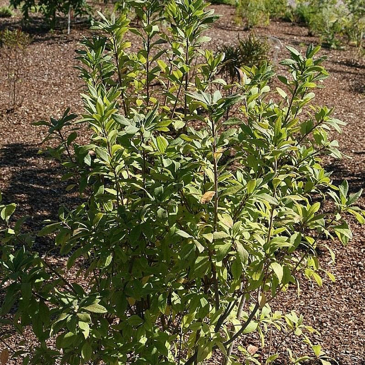 Rhododendron canescens ~ Piedmont Azalea-ServeScape