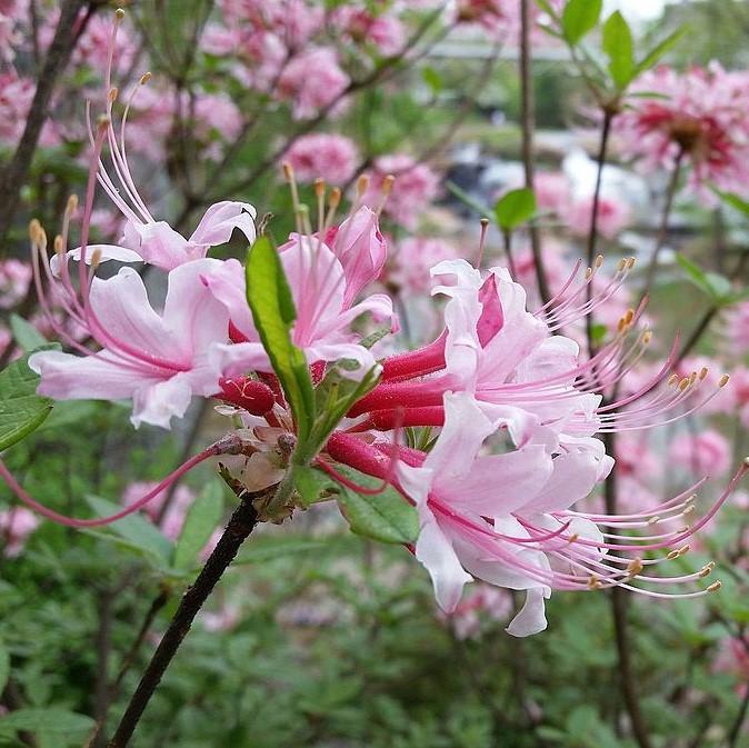 Rhododendron canescens ~ Piedmont Azalea-ServeScape