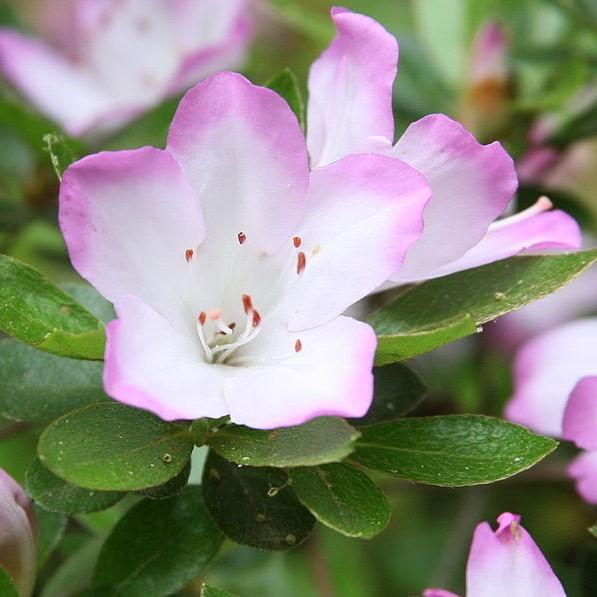 Rhododendron eriocarpum ~ Gumpo Azalea, Dwarf Indica Azalea-ServeScape
