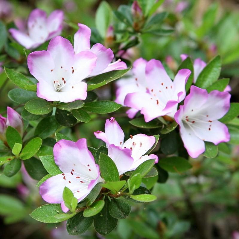 Rhododendron eriocarpum ~ Gumpo Azalea, Dwarf Indica Azalea-ServeScape