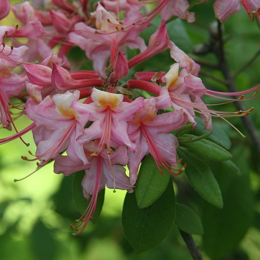 Rhododendron flammeum 'Magenta Rose Flame' ~ Magenta Rose Flame Azalea-ServeScape