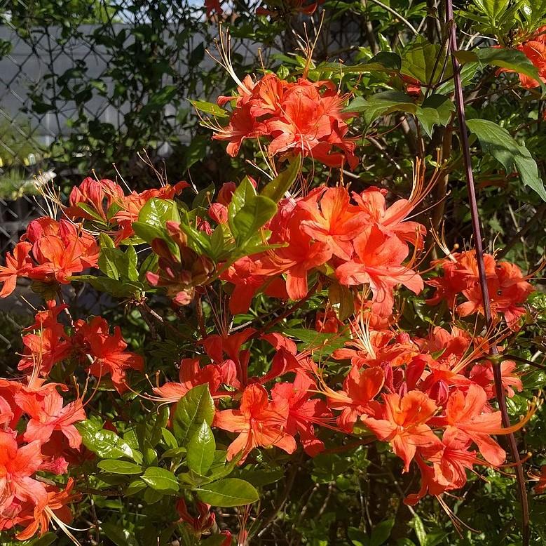 Rhododendron flammeum 'Orange Carpet' ~ Orange Carpet Rhododendron-ServeScape