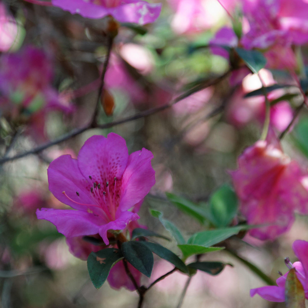 Azalea indica 'Formosa' ~ Formosa Azalea, Purple - Delivered By ServeScape