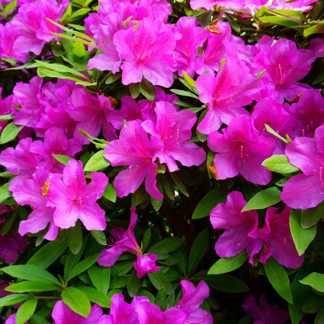 Rhododendron indica 'Formosa' ~ Formosa Azalea, Purple-ServeScape