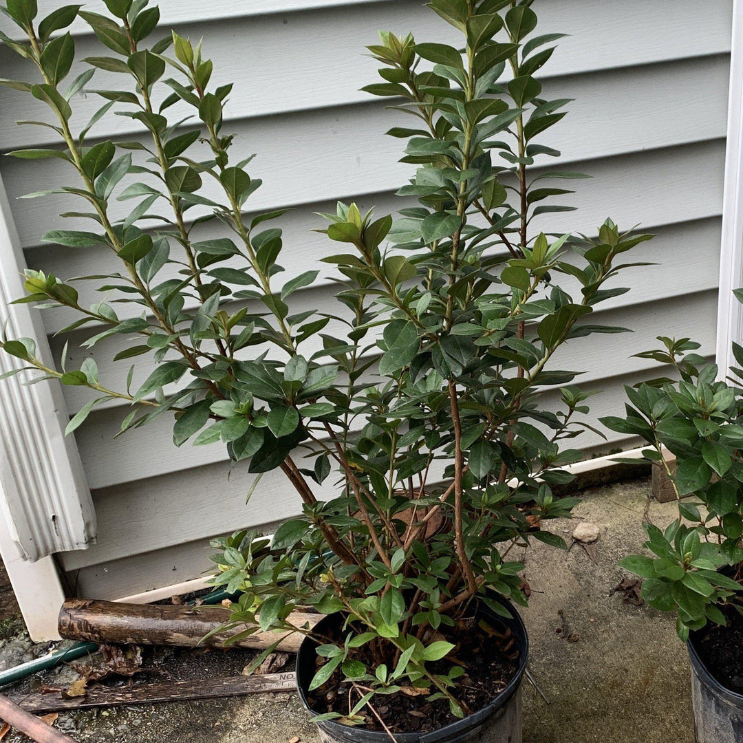 Rhododendron indica 'Formosa' ~ Formosa Azalea, Red-ServeScape