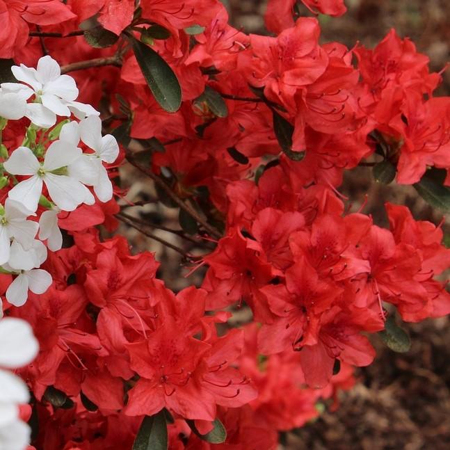 Azalea indica 'Formosa' ~ Formosa Azalea, Red-ServeScape