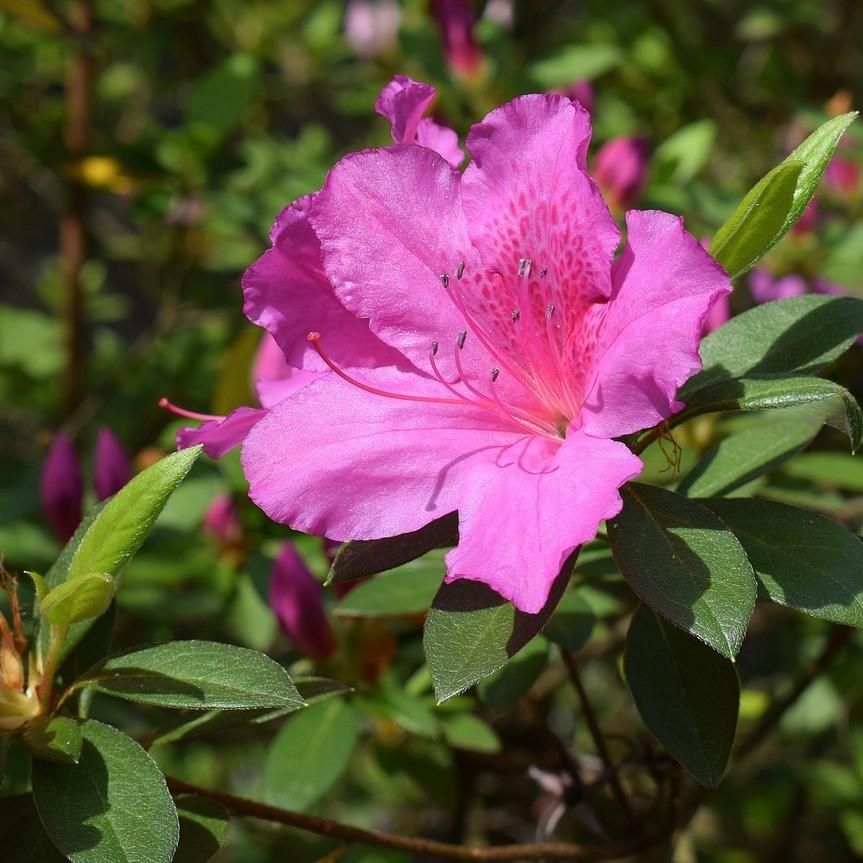 Azalea x 'Judge Solomon' ~ Judge Solomon Azalea - Delivered By ServeScape