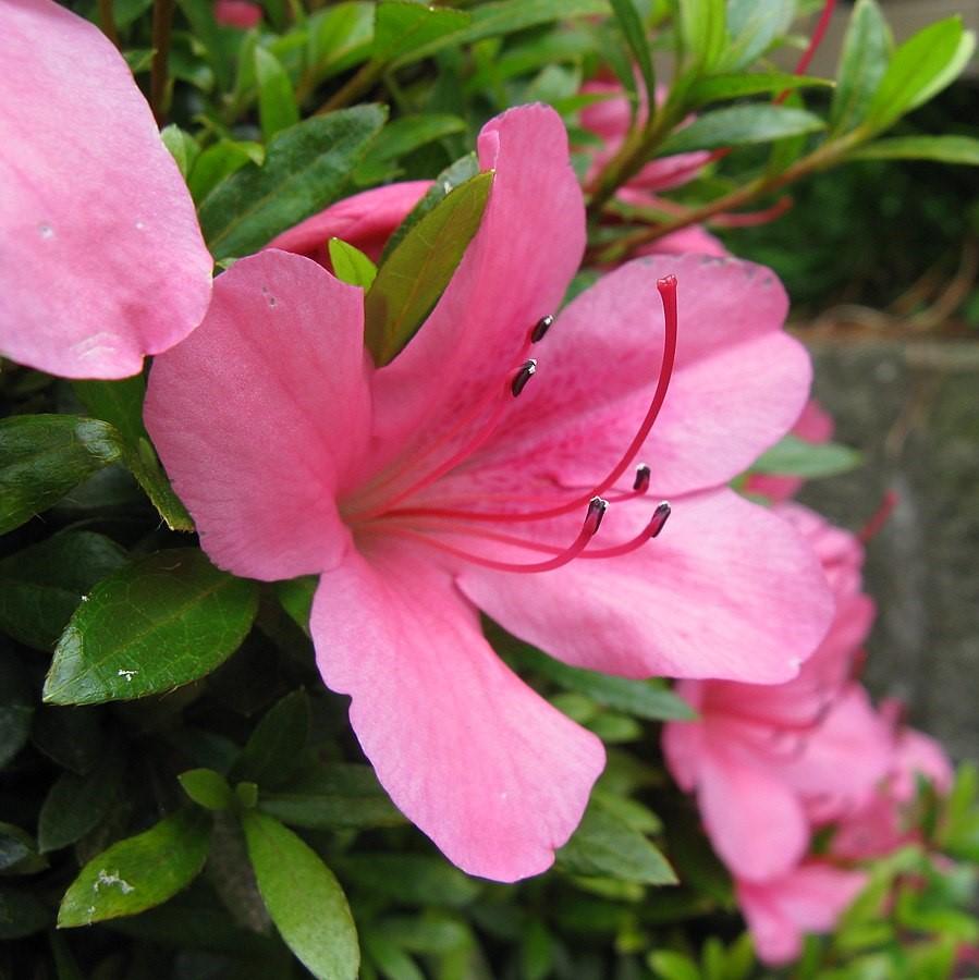 Rhododendron indicum 'Judge Solomon' ~ Judge Solomon Azalea-ServeScape