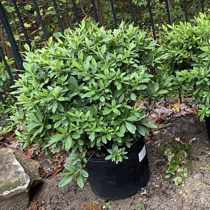 Rhododendron indica 'Mrs. G.G. Gerbing' ~ G.G. Gerbing Azalea-ServeScape