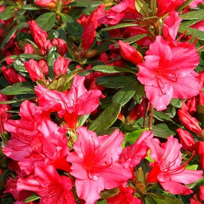Rhododendron x Girard 'Girard's Rose' ~ Rose Azalea-ServeScape