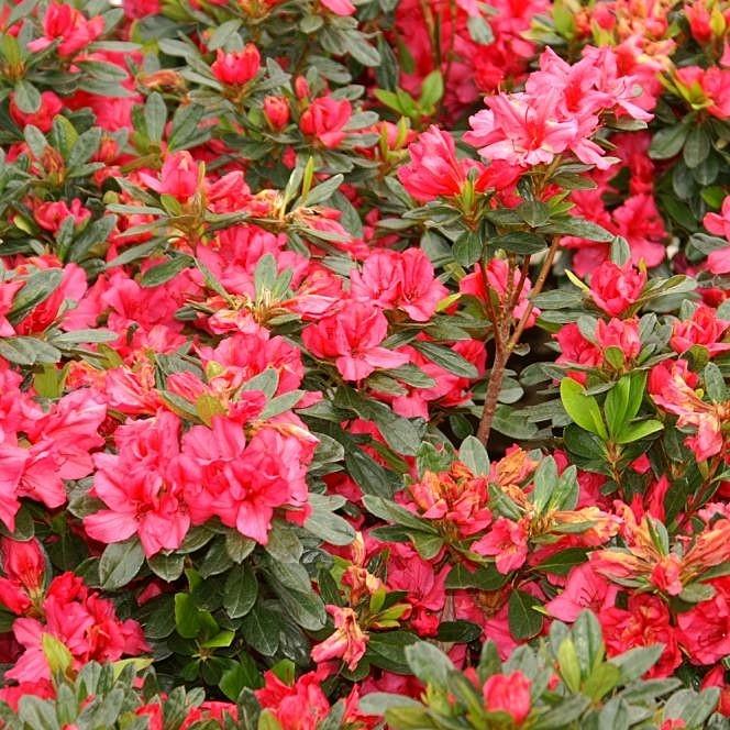 Rhododendron x Girard 'Girard's Rose' ~ Rose Azalea-ServeScape