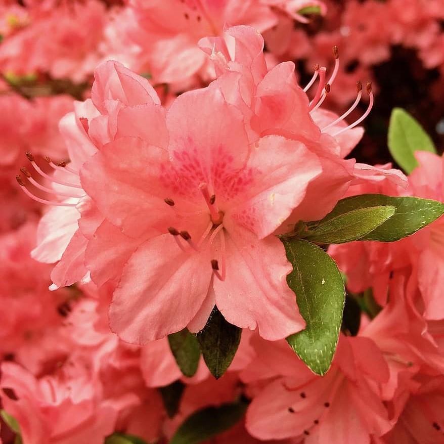Azalea x ‘MNIHAR010’ P22,545 ~ Bloom 'N Again®Peachy Keen Azalea-ServeScape