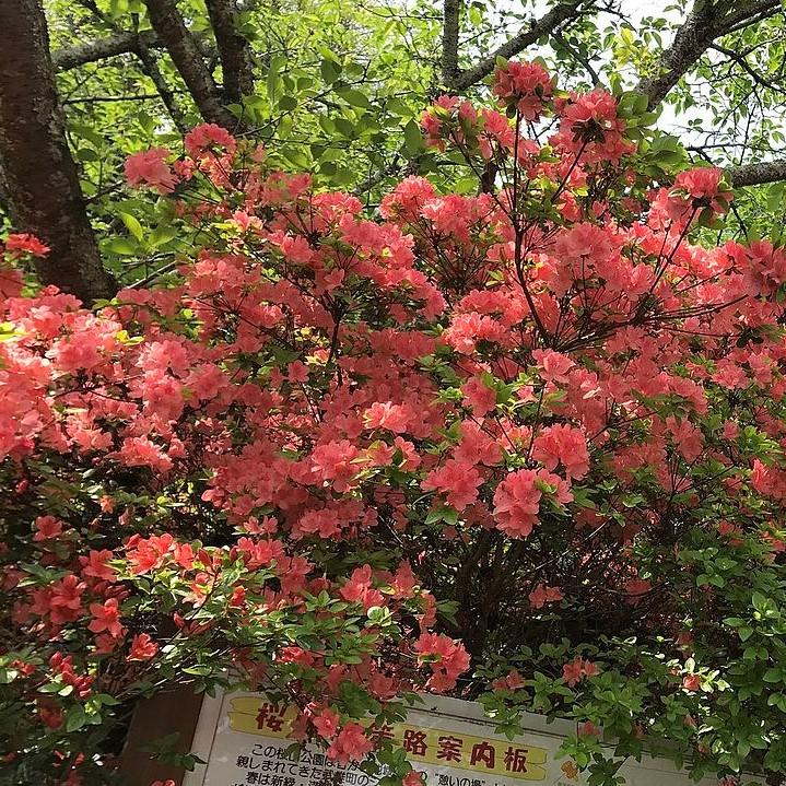 Azalea x ‘MNIHAR010’ P22,545 ~ Bloom 'N Again®Peachy Keen Azalea-ServeScape