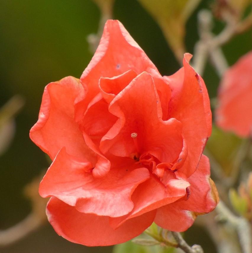 Azalea x ‘MNIHAR010’ P22,545 ~ Bloom 'N Again®Peachy Keen Azalea-ServeScape