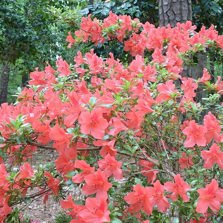 Azalea x ‘MNIHAR010’ P22,545 ~ Bloom 'N Again®Peachy Keen Azalea-ServeScape