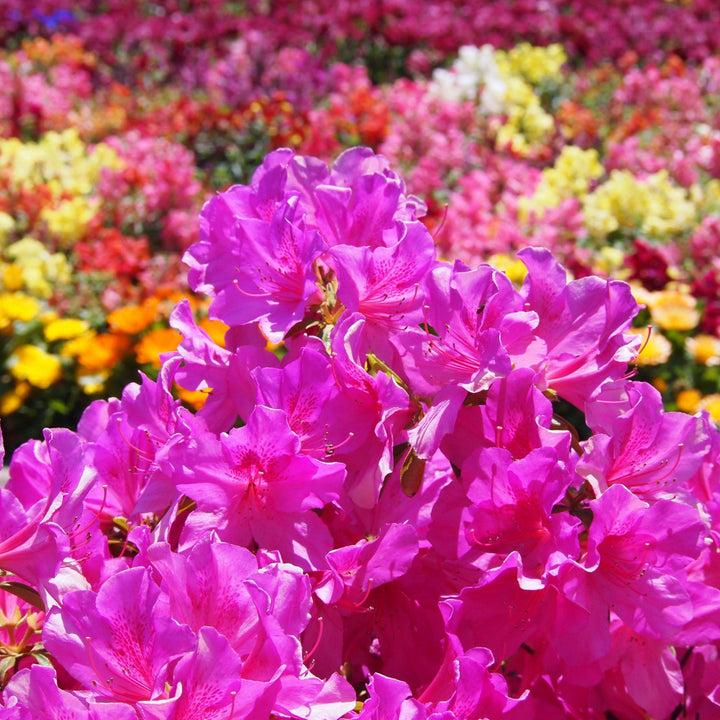 Azalea x ‘MNIHAR012' PP23,006 ~ Bloom 'N Again® Lavender Twist Azalea-ServeScape