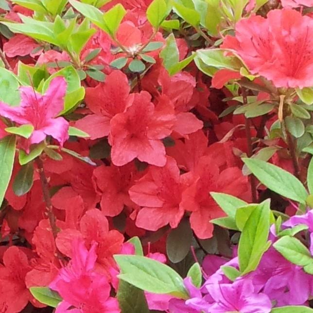 Azalea x ‘MNIHAR025' PP24,335 ~ Bloom 'N Again® Strawberry Kiss Azalea-ServeScape