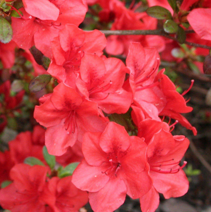 Azalea x ‘MNIHAR025' PP24,335 ~ Bloom 'N Again® Strawberry Kiss Azalea-ServeScape