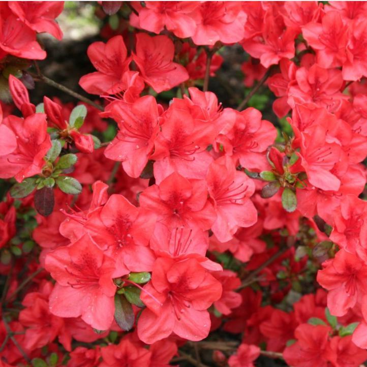 Azalea x ‘MNIHAR025' PP24,335 ~ Bloom 'N Again® Strawberry Kiss Azalea-ServeScape