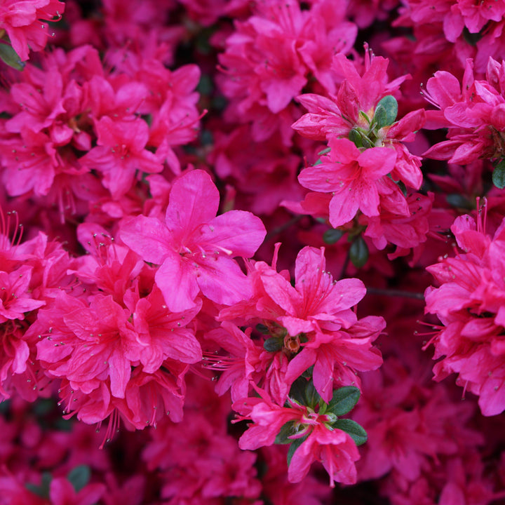 Azalea x ‘MNIHAR026’ PP24,384 ~ Bloom 'N Again® Purple Fusion Azalea-ServeScape