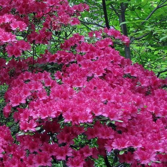 Azalea x ‘MNIHAR026’ PP24,384 ~ Bloom 'N Again® Purple Fusion Azalea-ServeScape