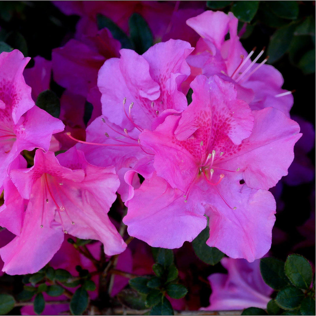 Azalea x ‘MNIHAR026’ PP24,384 ~ Bloom 'N Again® Purple Fusion Azalea - Delivered By ServeScape