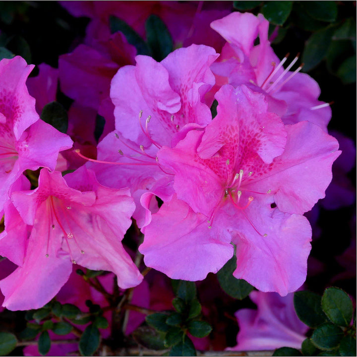 Azalea x ‘MNIHAR026’ PP24,384 ~ Bloom 'N Again® Purple Fusion Azalea - Delivered By ServeScape