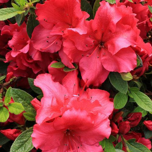 Rhododendron x 'RLH1-1P2'  ~ Bloom-A-Thon® Red Reblooming Azalea - Delivered By ServeScape