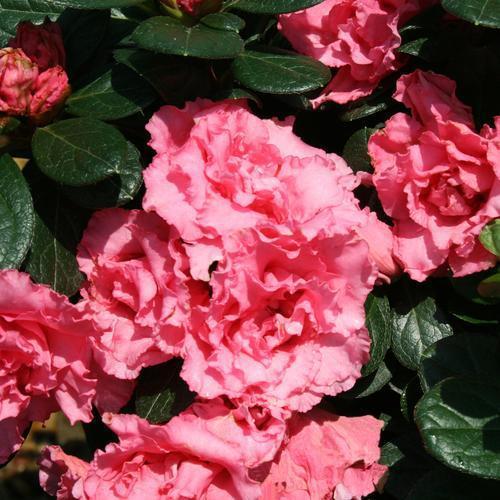 Rhododendron x 'RLH1-2P8' ~Bloom-A-Thon® Pink Double Reblooming Azalea - Delivered By ServeScape