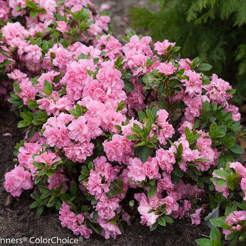 Rhododendron x 'RLH1-2P8' ~Bloom-A-Thon® Pink Double Reblooming Azalea - Delivered By ServeScape