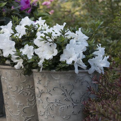 Rhododendron x 'RLH1-3P3' ~ Bloom-A-Thon® White Reblooming Azalea-ServeScape