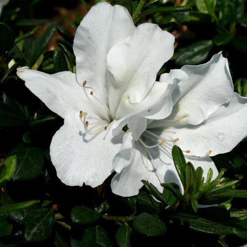 Rhododendron x 'RLH1-3P3' ~ Bloom-A-Thon® White Reblooming Azalea-ServeScape