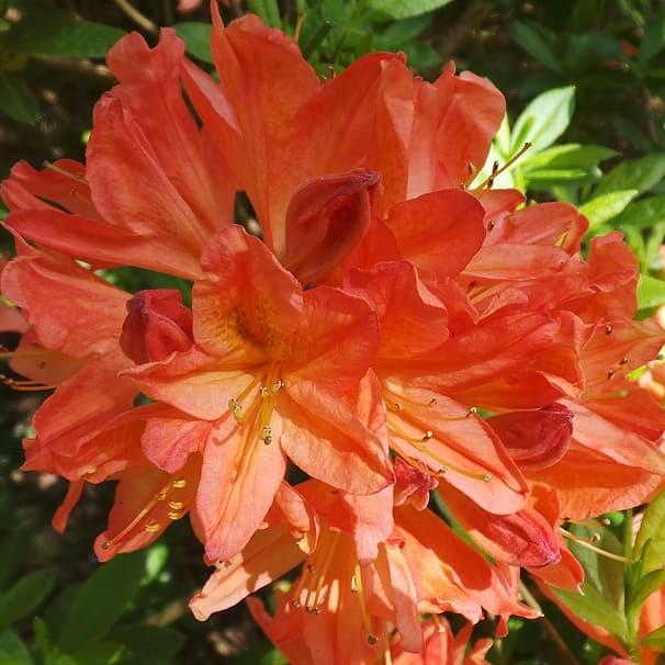 Rhododendron x kosteranum ~ Orange Mollis Hybrid Azalea - Delivered By ServeScape